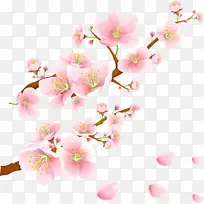 花 粉红 樱花-空若网 花 粉红 樱花-空若网