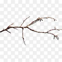 ��֦ ϸ֦ ��-������