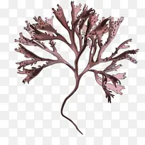 �� ��֦ Ҷ��-������