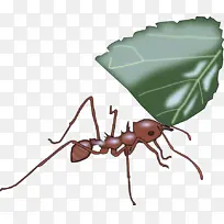 昆虫 木匠蚂蚁 害虫-空若网 昆虫 木匠蚂蚁 害虫-空若网