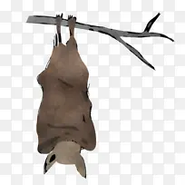 鼻子-空若网 鼻子-空若网