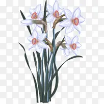 水彩画 水仙花 绘画-空若网 水彩画 水仙花 绘画-空若网