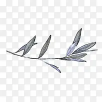 叶 羽毛 生物学-空若网 叶 羽毛 生物学-空若网