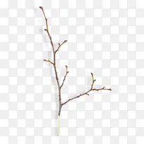 树枝 植物茎 叶-空若网 树枝 植物茎 叶-空若网