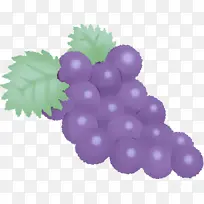 葡萄 无籽水果 葡萄籽提取物-空若网 葡萄 无籽水果 葡萄籽提取物-空若网