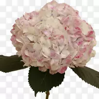 绣球切花粉红色玫瑰绣球花-空若网 绣球切花粉红色玫瑰绣球花-空若网