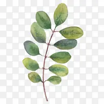 Ò¶×Ó Ë®²Ê» º£±¨-¿ÕÈôÍø Ò¶×Ó Ë®²Ê» º£±¨-¿ÕÈôÍø