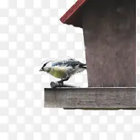 鸟类食物 鸟类 喙-空若网 鸟类食物 鸟类 喙-空若网