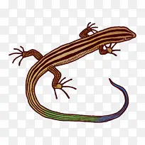 蜥蜴 两栖动物 生物学-空若网 蜥蜴 两栖动物 生物学-空若网