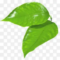 博客 苹果 植物-空若网 博客 苹果 植物-空若网