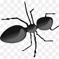 蚂蚁 蜘蛛 昆虫-空若网 蚂蚁 蜘蛛 昆虫-空若网
