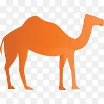 阿拉伯文化 单峰骆驼 马-空若网 阿拉伯文化 单峰骆驼 马-空若网