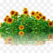 博客 普通向日葵 海报-空若网 博客 普通向日葵 海报-空若网