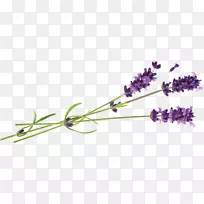 Ӣ��޹�²ݾ���-޹�²�-������