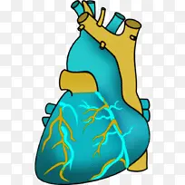 鞋 喙 生物学-空若网 鞋 喙 生物学-空若网