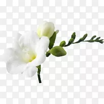 花束白色剪贴画-空若网 花束白色剪贴画-空若网