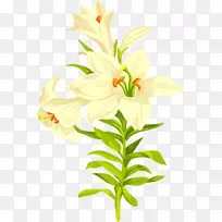 百合花-空若网 百合花-空若网