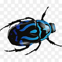 甲虫 金龟子 瓢虫-空若网 甲虫 金龟子 瓢虫-空若网