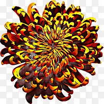 菊花 对称 橙色-空若网 菊花 对称 橙色-空若网