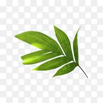 Ò¶ Ö²Îï¾¥ ²Ý-¿ÕÈôÍø Ò¶ Ö²Îï¾¥ ²Ý-¿ÕÈôÍø