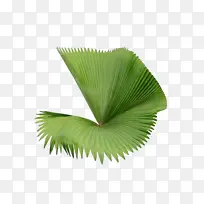 棕榈树 叶子 科学-空若网 棕榈树 叶子 科学-空若网