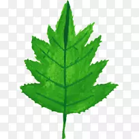 Ò¶Ë®²Ê»Ö²Îï¾¥Ò¶Ë®²Ê-¿ÕÈôÍø Ò¶Ë®²Ê»Ö²Îï¾¥Ò¶Ë®²Ê-¿ÕÈôÍø