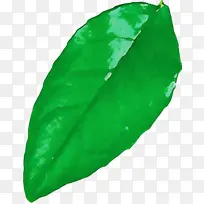 叶子 绿色 生物学-空若网 叶子 绿色 生物学-空若网