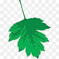 树枝 叶子 植物茎-空若网 树枝 叶子 植物茎-空若网