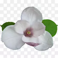 开花植物木兰科-木兰-空若网 开花植物木兰科-木兰-空若网