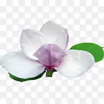 开花植物木兰剪贴画-木兰-空若网 开花植物木兰剪贴画-木兰-空若网