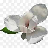 开花植物博客-木兰-空若网 开花植物博客-木兰-空若网