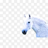 野马 种马 鼻子-空若网 野马 种马 鼻子-空若网