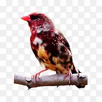 鸟类 流苏 雀类-空若网 鸟类 流苏 雀类-空若网