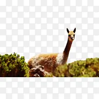 美洲驼 羊驼 鼻子-空若网 美洲驼 羊驼 鼻子-空若网