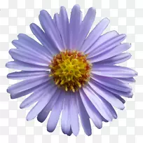 [ҽ]�»�[��]��[Aster thatarusSymphyotrichum noviv-angliae Symphyotrichum oblongifolium)����ֲ��-������