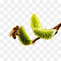 ºûµû ϸ°ûĤ ¼×³æ-¿ÕÈôÍø ºûµû ϸ°ûĤ ¼×³æ-¿ÕÈôÍø