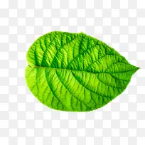 Ҷ�� ��ɫ ֲ��-������