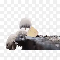 ˮ�� ���� ʪīˮ-������