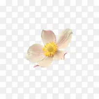 ���� �� ֲ��-������