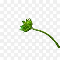 植物茎 草 花-空若网 植物茎 草 花-空若网