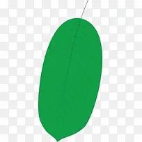 Ҷ�� ��ɫ ����ѧ-������