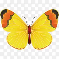 蝴蝶 博客 黄色-空若网 蝴蝶 博客 黄色-空若网