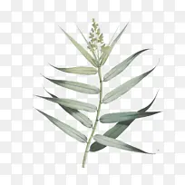 植物茎 叶 草-空若网 植物茎 叶 草-空若网