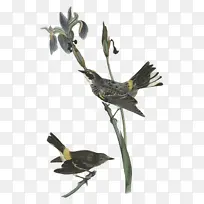 雀类 喙 树枝-空若网 雀类 喙 树枝-空若网