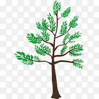 树枝 冷杉 树叶-空若网 树枝 冷杉 树叶-空若网