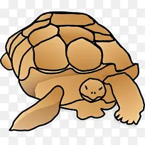 乌龟 海龟 鼻子-空若网 乌龟 海龟 鼻子-空若网