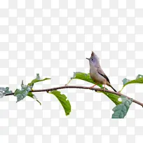 雀形目 树枝 鸟类-空若网 雀形目 树枝 鸟类-空若网