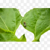 昆虫-空若网 昆虫-空若网