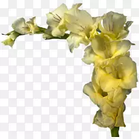 切花唐菖蒲黄花设计-唐菖蒲-空若网 切花唐菖蒲黄花设计-唐菖蒲-空若网