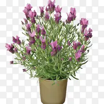 法国薰衣草 花朵 花盆-空若网 法国薰衣草 花朵 花盆-空若网